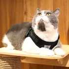 luke coleira peitora gato coleira peitora gato