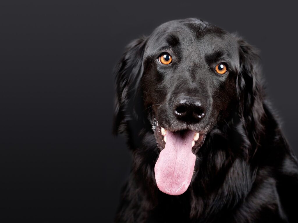 cachorro tapetes higienicos