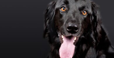 cachorro tapetes higienicos